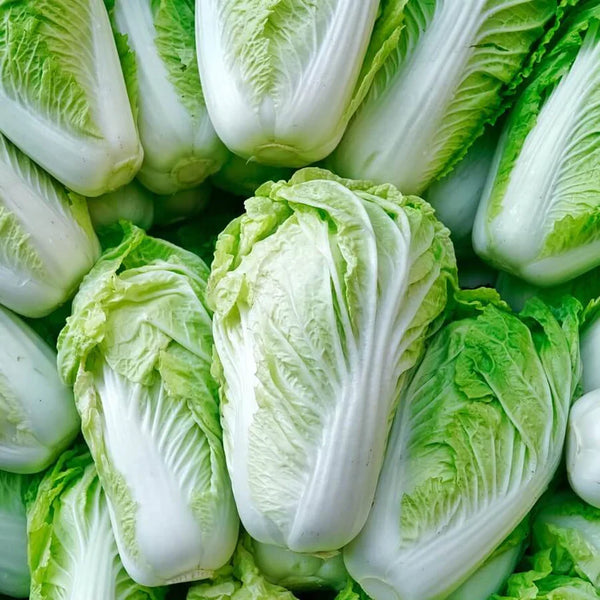 Chinese Cabbage Nappa 'Akeno F1'