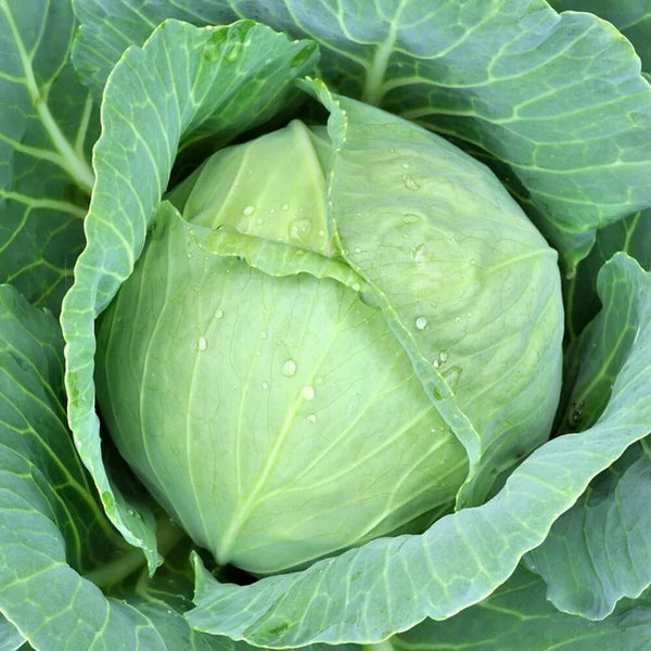 Cabbage 'Dirani'