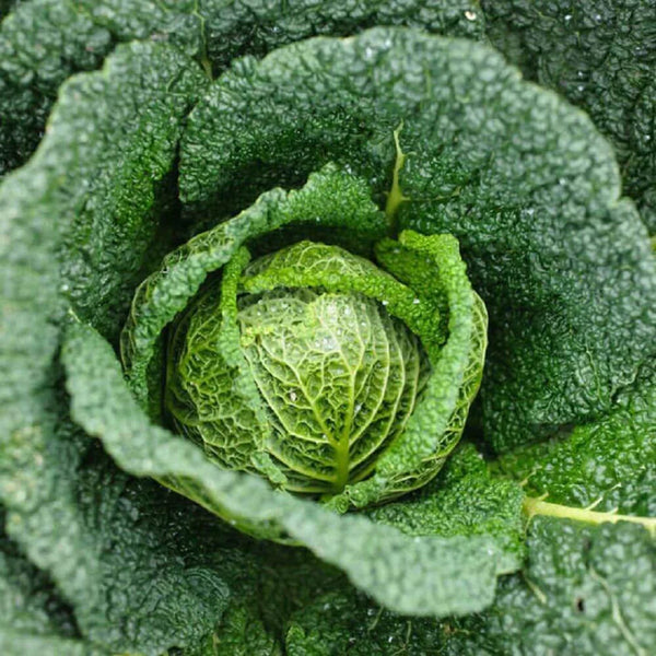 Savoy cabbage 'Vertus'