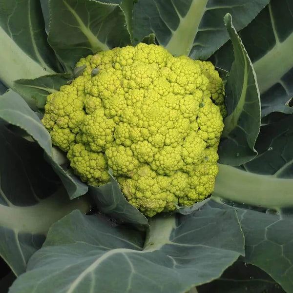 Green Cauliflower 'Zeleno'