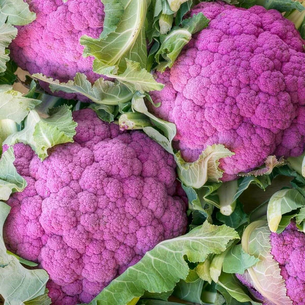 Purple cauliflower 'Lila'