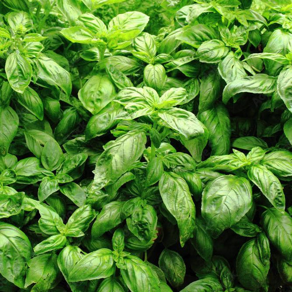 Organic Italian Basil