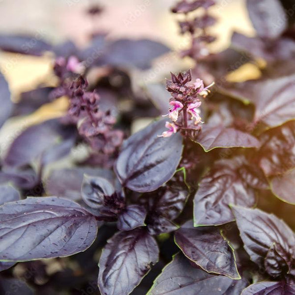 Basil 'Rosie' Organic