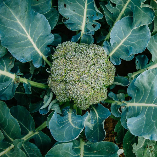 Broccoli 'Calabrese'