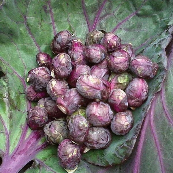 Brussels sprouts 'Rosella'