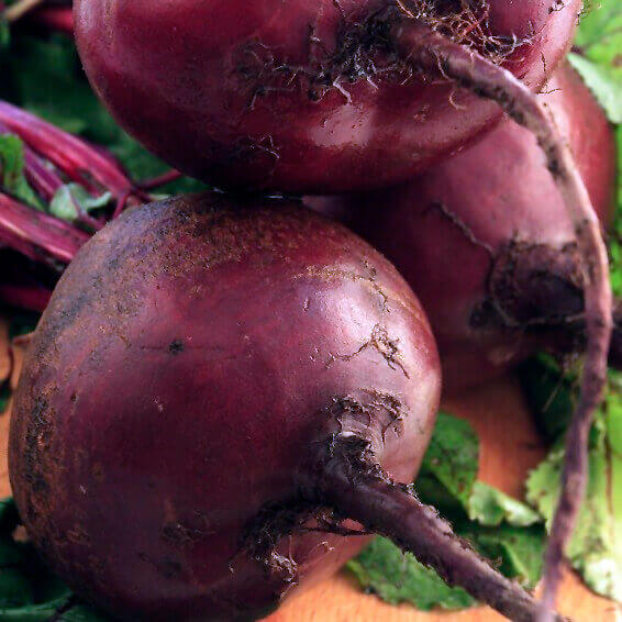 Beet 