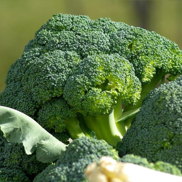 Brocoli 'Green Sprouting'