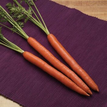 Carrot 'Triton'