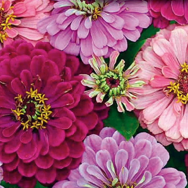 Zinnia mélange 'Art Deco'