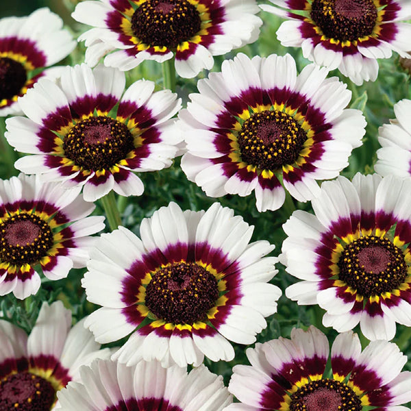 Chrysanthemum 'Bright Eye'