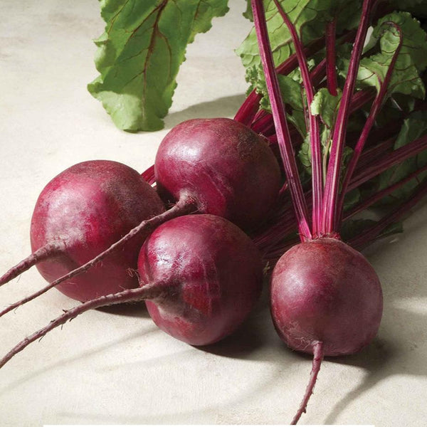 Beetroot 'Merlin' organic