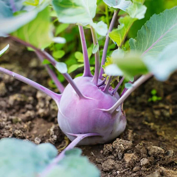 kohlrabi 'Purple Delicacy'