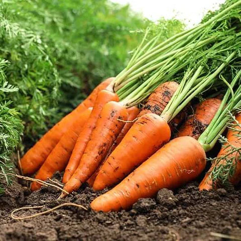 Carrot 'Chantino'