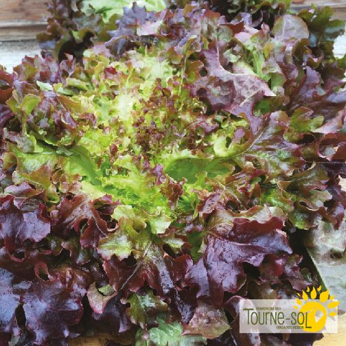 Red Oak Leaf Lettuce