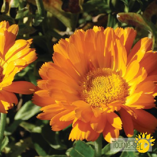 Calendula 'Erfurter'