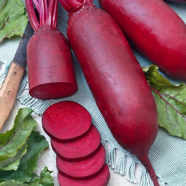 Beetroot 'Kosak'