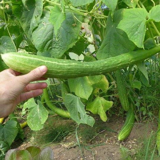 Cucumber 'Sanjaku Kiuri'