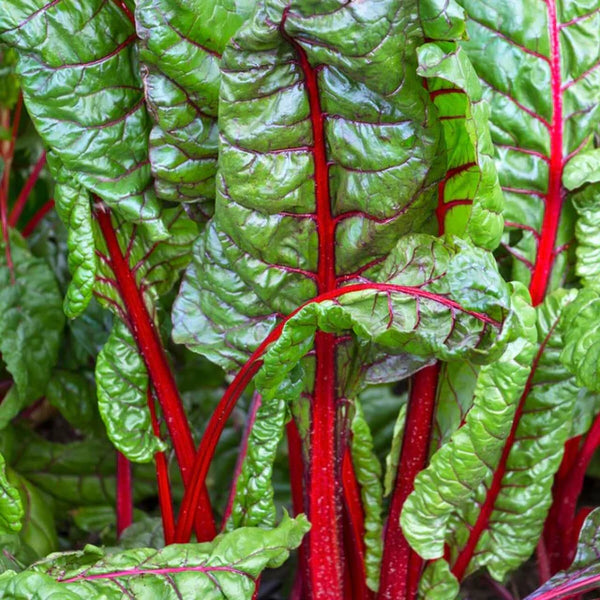 Swiss chard 'Vulkan'