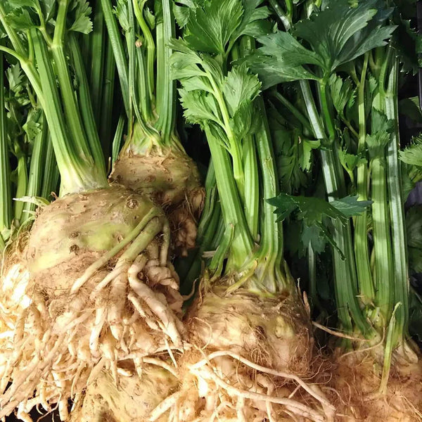 Celeriac 'Gabrio'