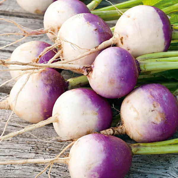 Turnip 'Purple Top'