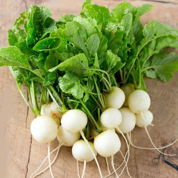 White Radish 'PERLA'