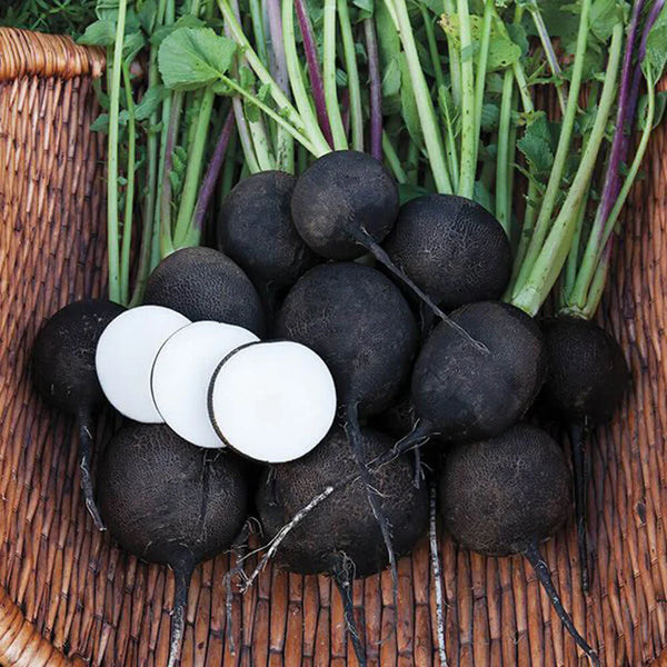 Black Radish 'NERU'