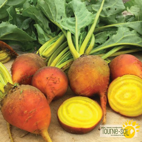 Touchstone Gold Yellow Beetroot