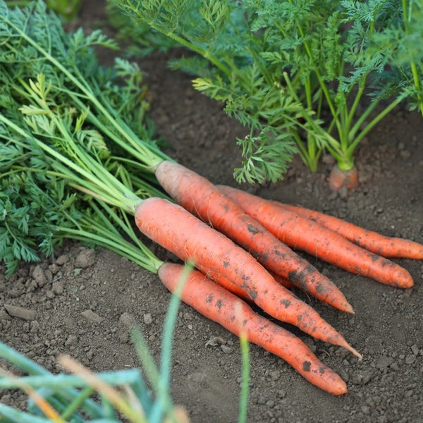 Carrot 'Presto' on ribbon