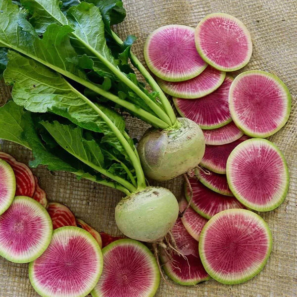 Watermelon Radish 'Red Meat'