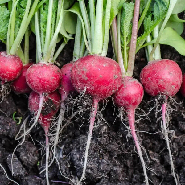 Red Radish 'Gloria'