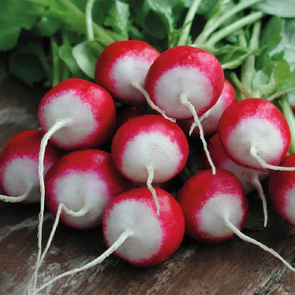 Radish 'Isabell'