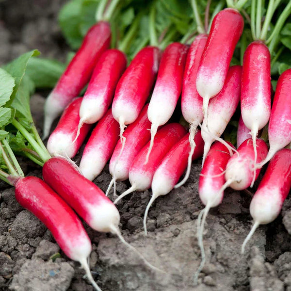 Radish 'Duett'