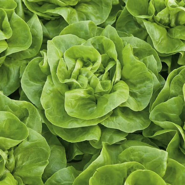 Green Head Lettuce 'Verna'