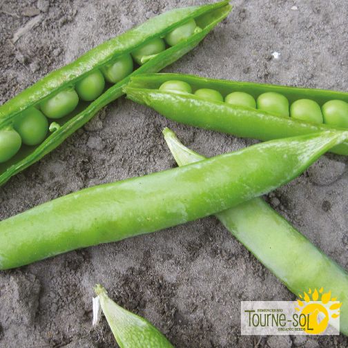 Shelling Peas