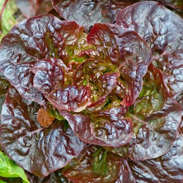 Laitue Pommée Rouge 'Red Cross'