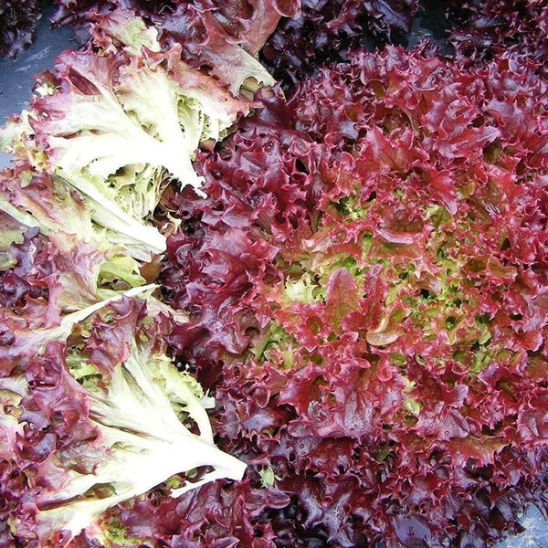 Laitue Frisée Rouge 'Red Curl'