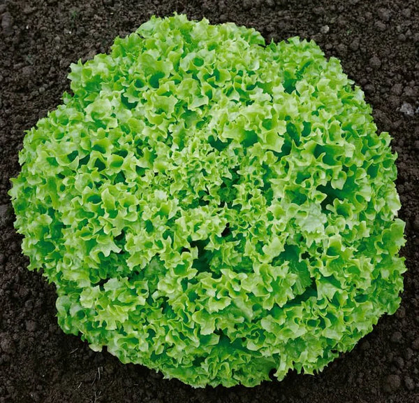 Green Leaf Lettuce 'Biondi'