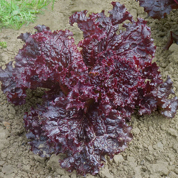 Red lettuce 'Batavia Coraly'