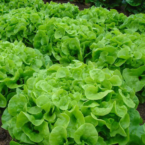 Laitue Feuille de Chêne Verte 'Green pick'