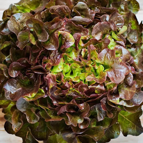 Laitue Feuille de Chêne Rouge 'RED PICK'