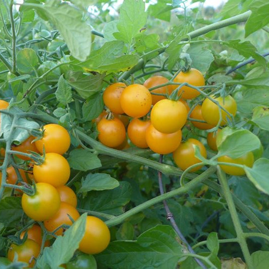 Tomato 'Tumbling Tom Yellow'