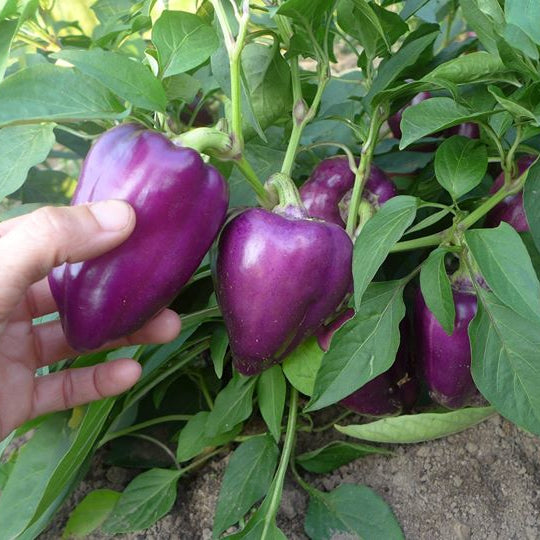 Sweet Pepper 'Oda'