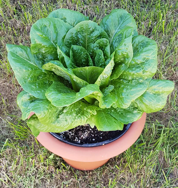 Romaine Green Lettuce 'Romino'