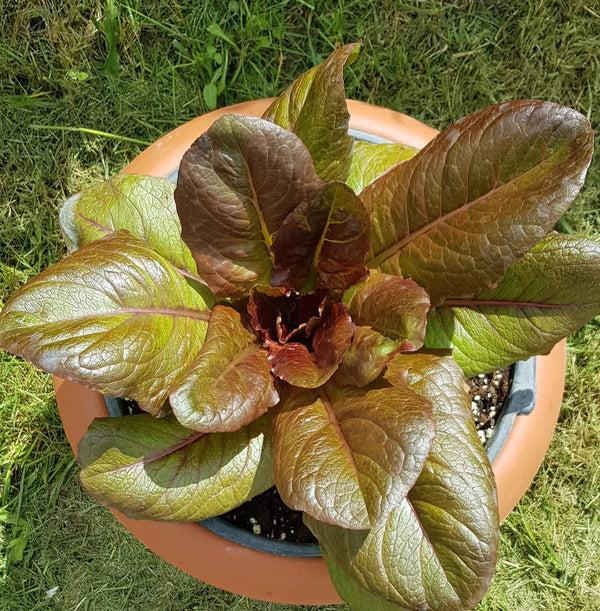 Red Romaine Lettuce 'Romana'