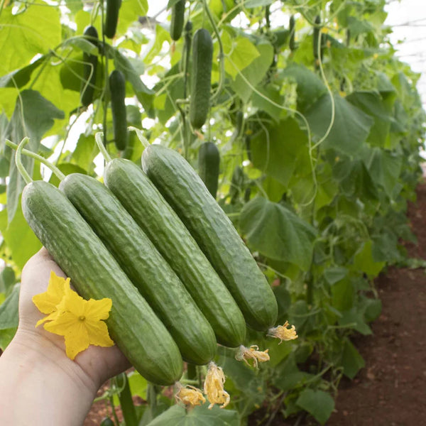 Lebanese Cucumber 'Efendi' F1