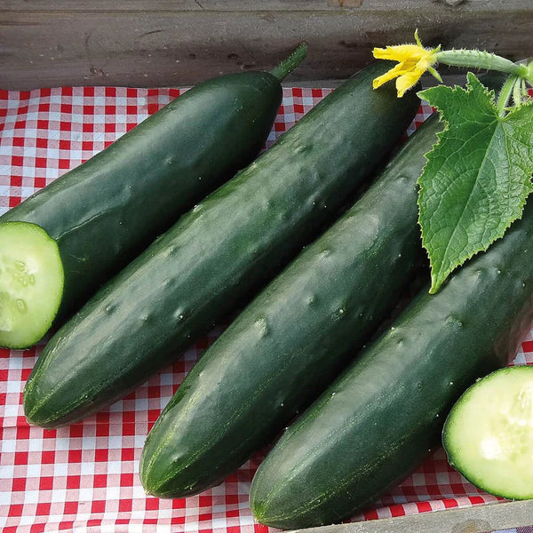 Cucumber 'Murza' F1