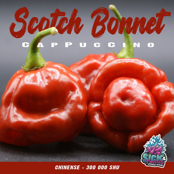 Hot pepper 'Scotch Bonnet Cappuccino'