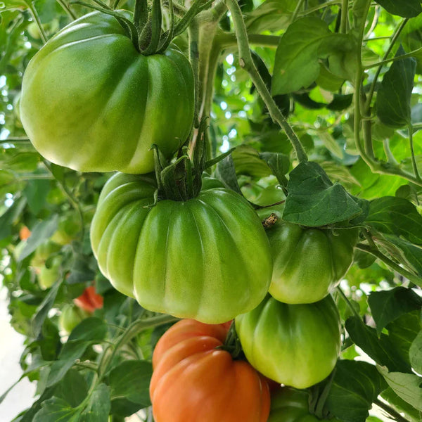 Ox Heart Tomato 'paloma F1'