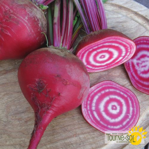 Chioggia Beetroot