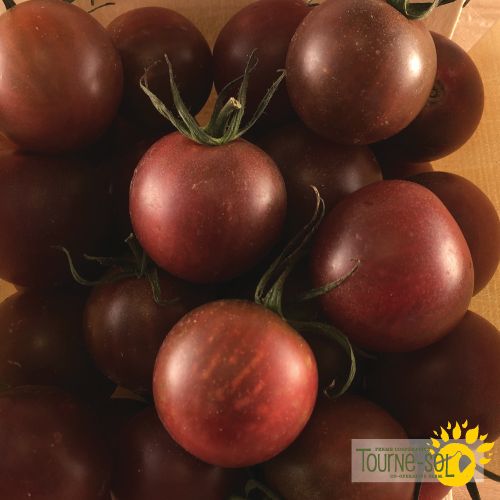 Black Cherry Tomato